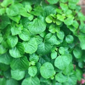 Meet your Posher, Teddy